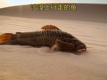 探寻行走的鱼：揭秘神秘生物的奇妙旅程
